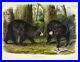 American Black Bear Audubon Mammal Animal Zoology Illustration Poster Print