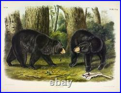 American Black Bear Audubon Mammal Animal Zoology Illustration Poster Print