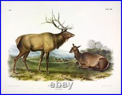 Elk Wapiti Audubon Mammal Animal Zoology Illustration Poster Print