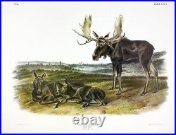 Moose Audubon Mammal Animal Zoology Illustration Poster Print