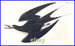 No 235 Sooty Tern Audubon Bird Fine Art Print